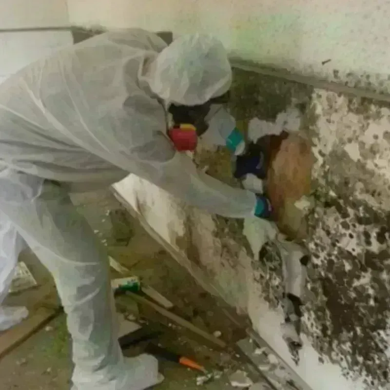 Mold Remediation and Removal in Mountain View, AR